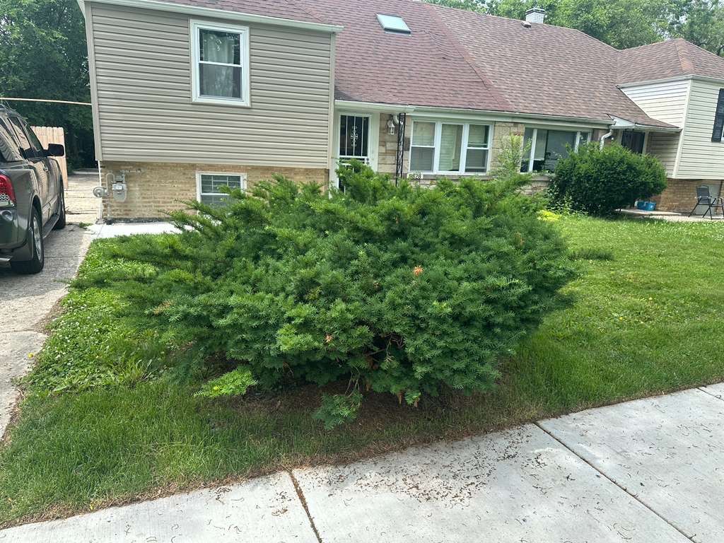 Before - Shrub trimming