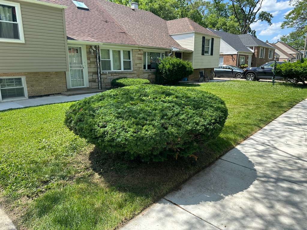 After - Shrub trimming
