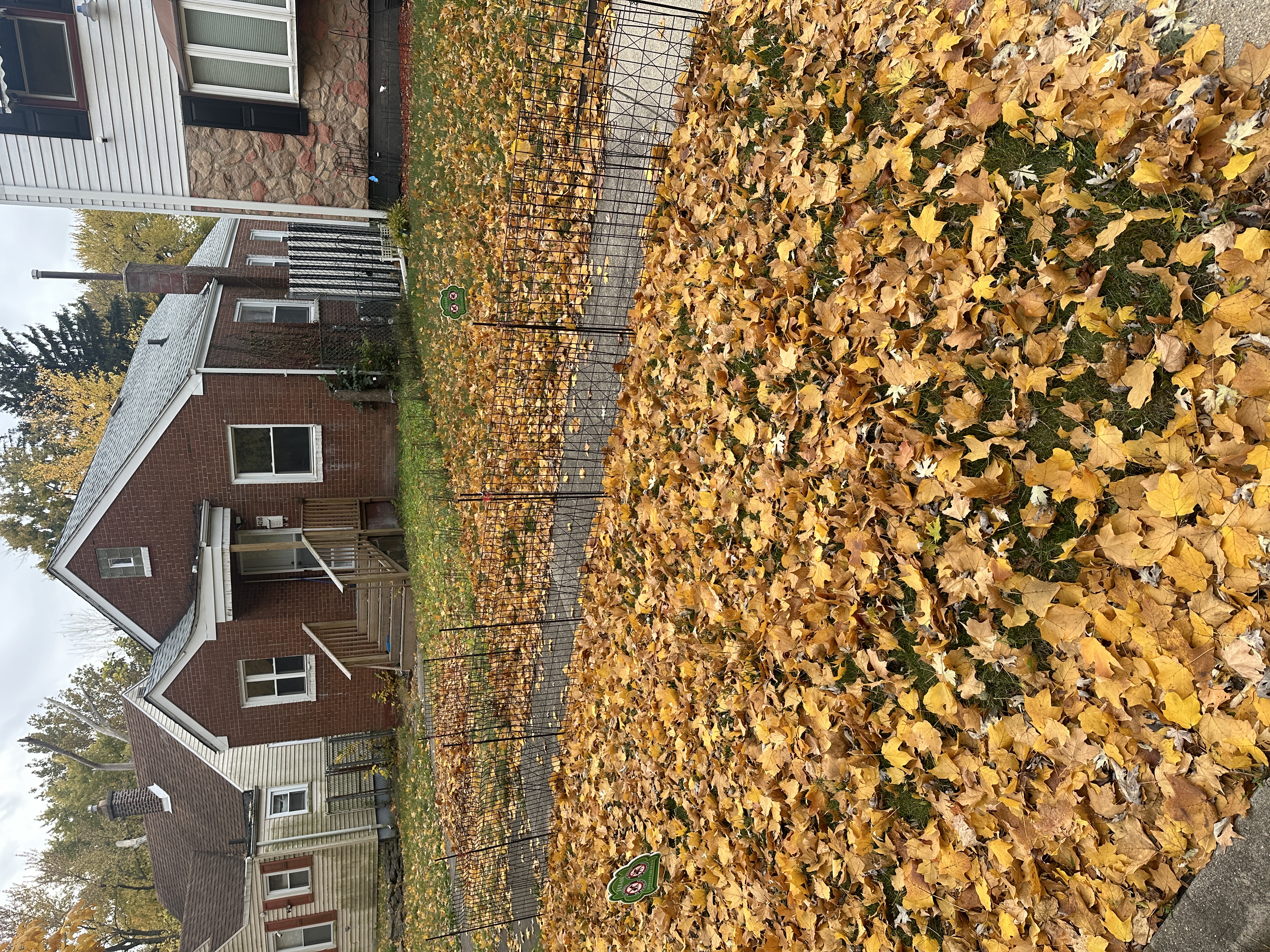 Before - Leaf cleanup 