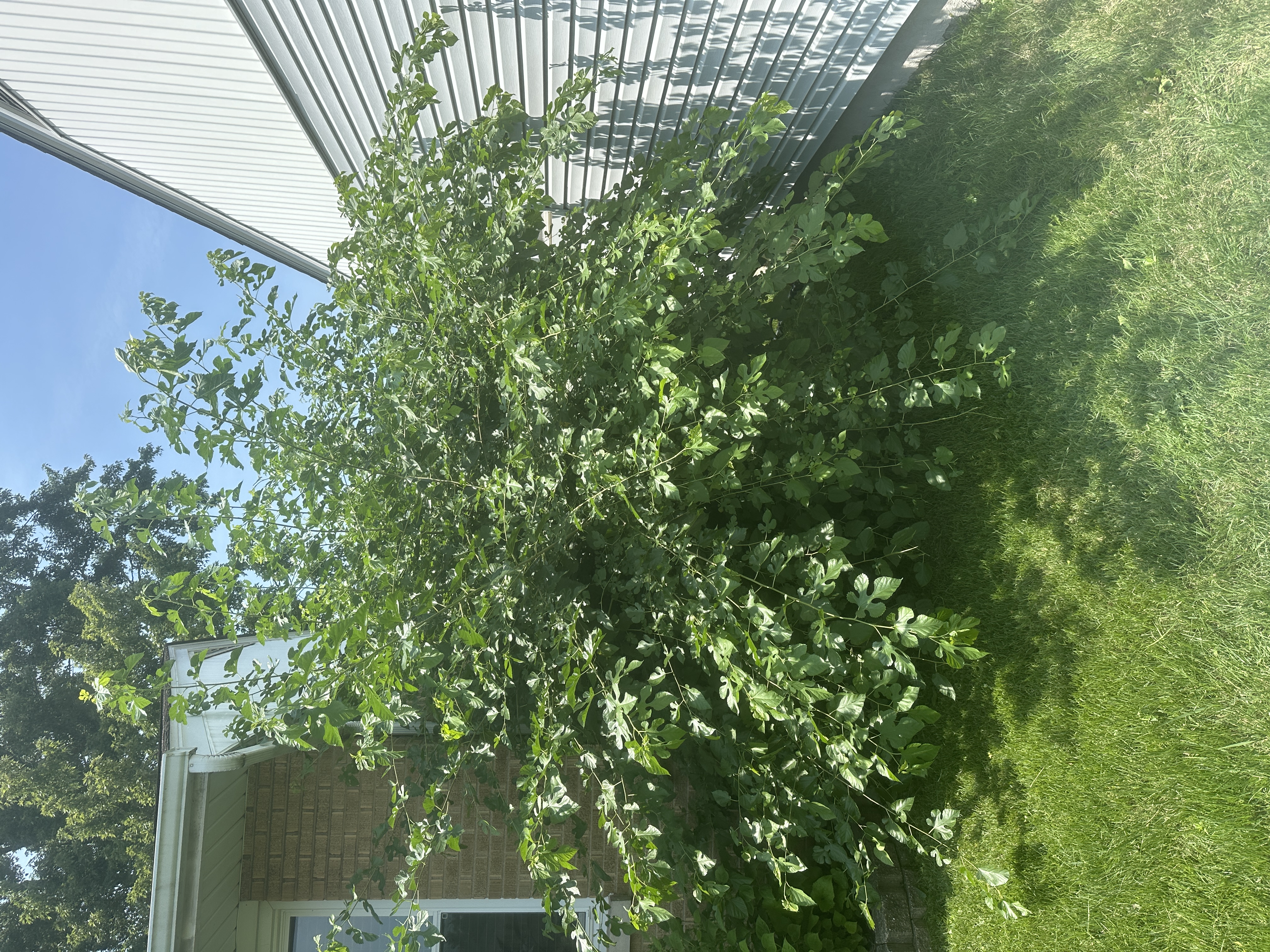 Before - Overgrowth Removal