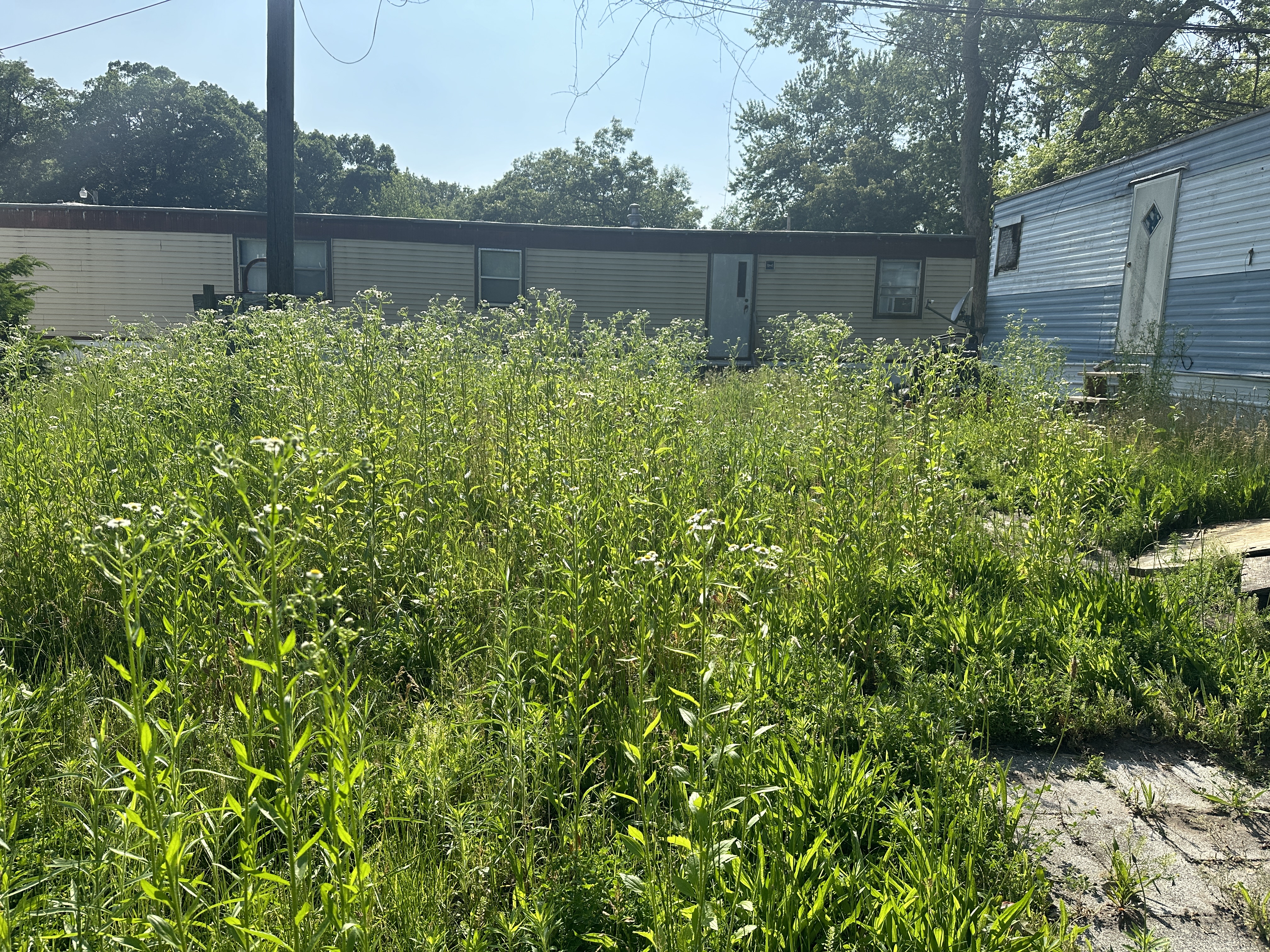 Before - Overgrown lawn 