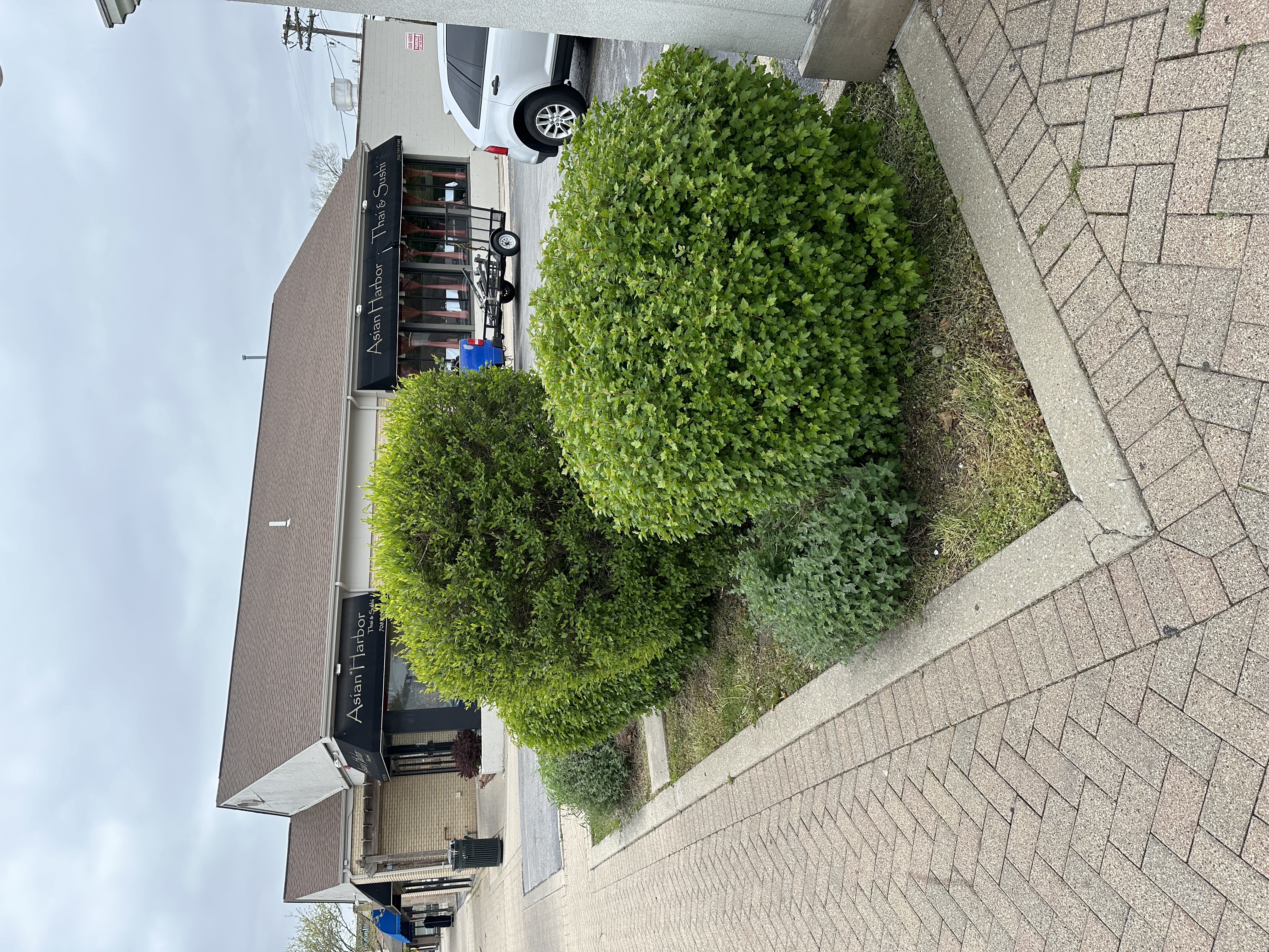 Before - Bush removal 