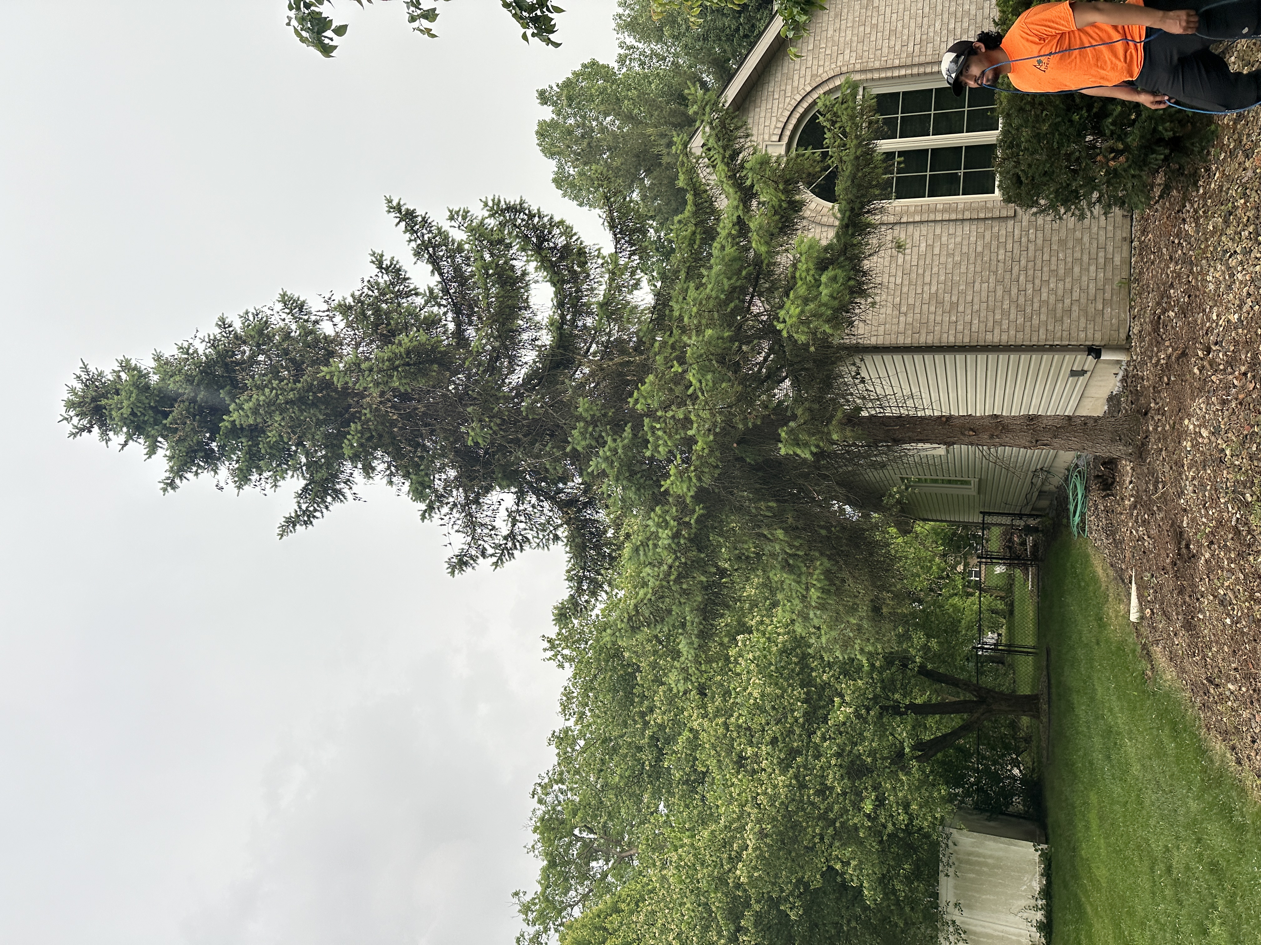 Before - Tree removal 