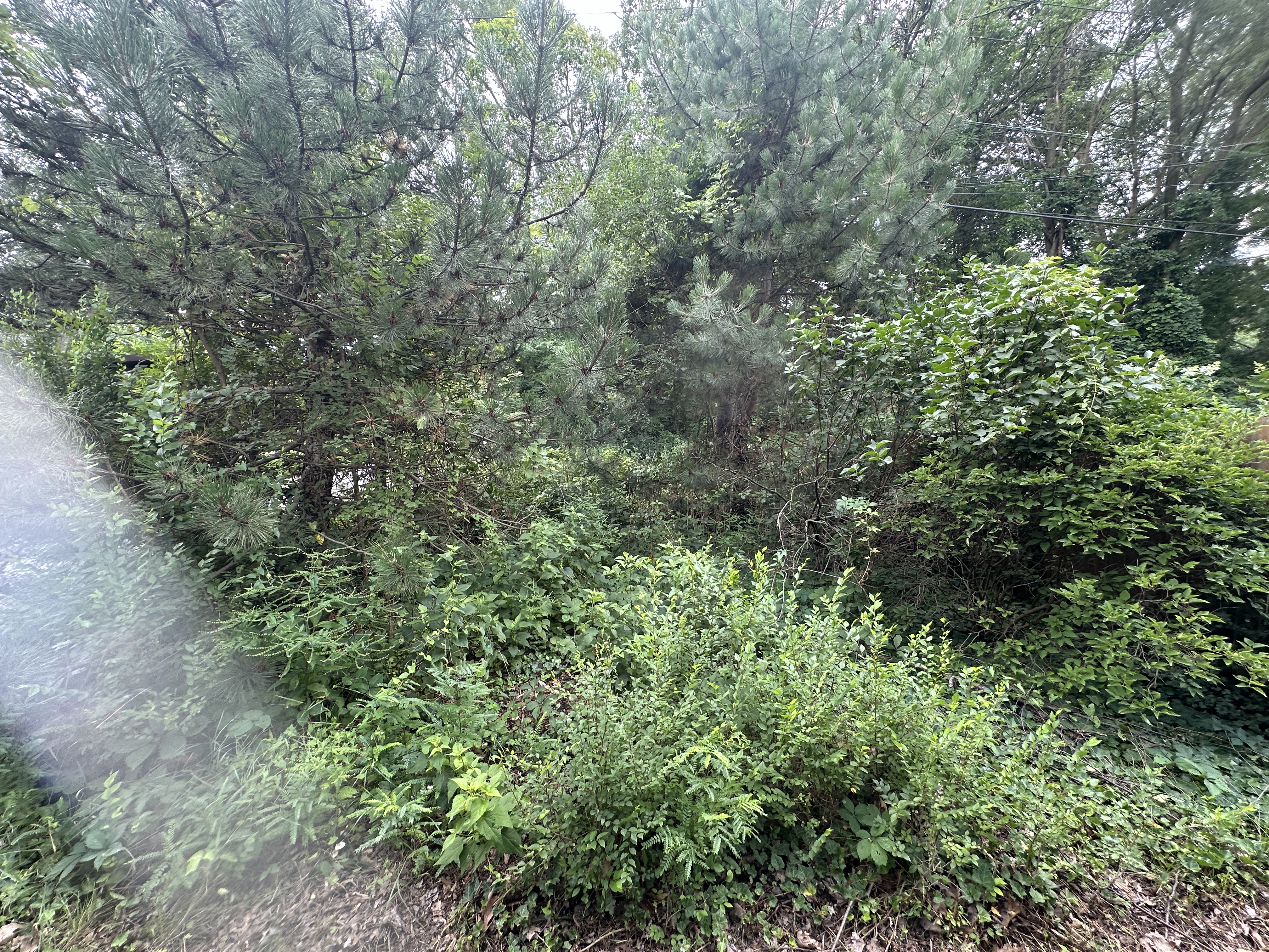 Before - Clear out of overgrowth 