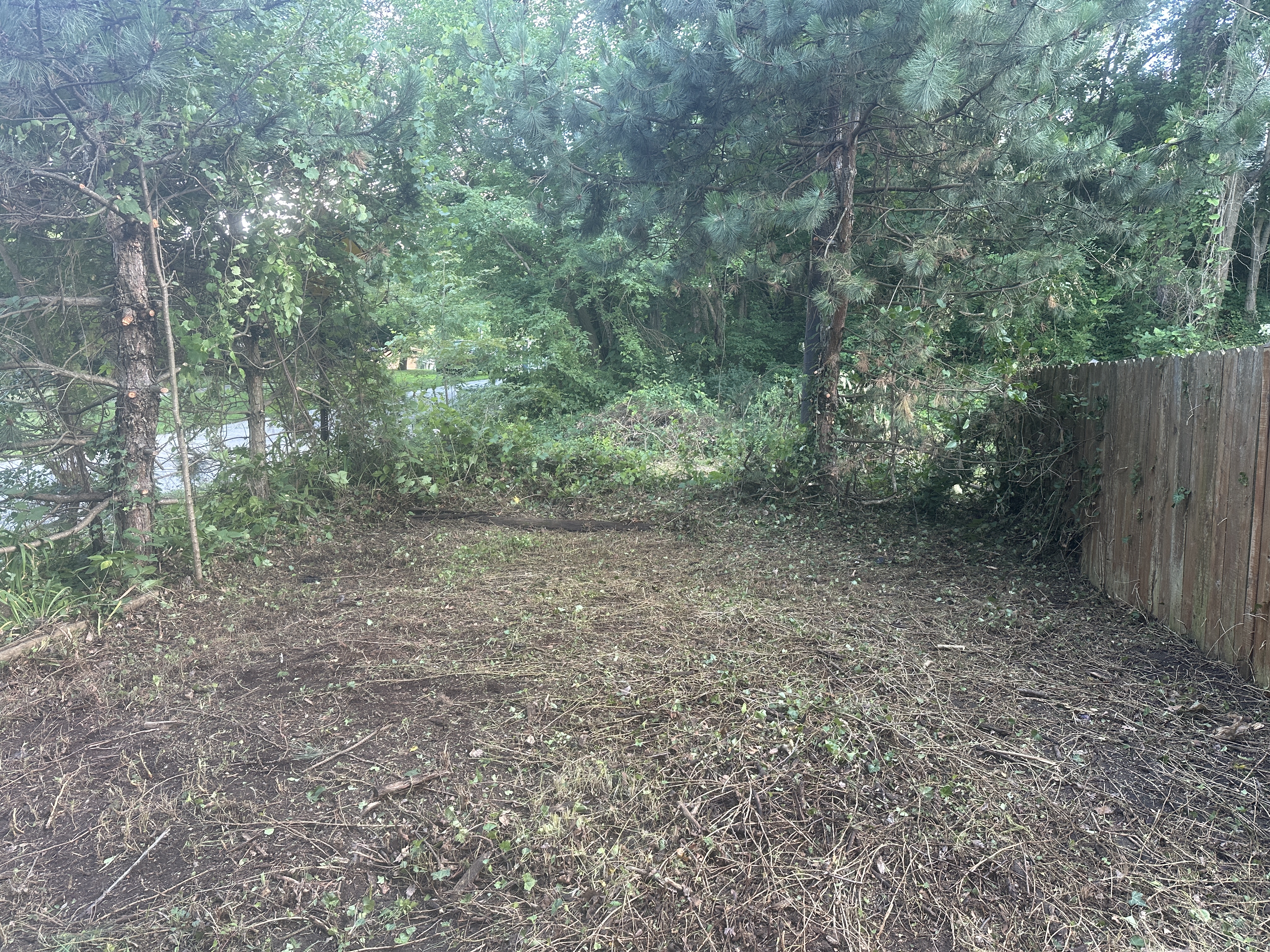 After - Clear out of overgrowth 